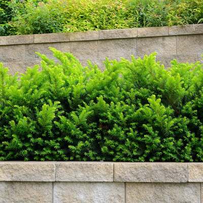Retaining Wall